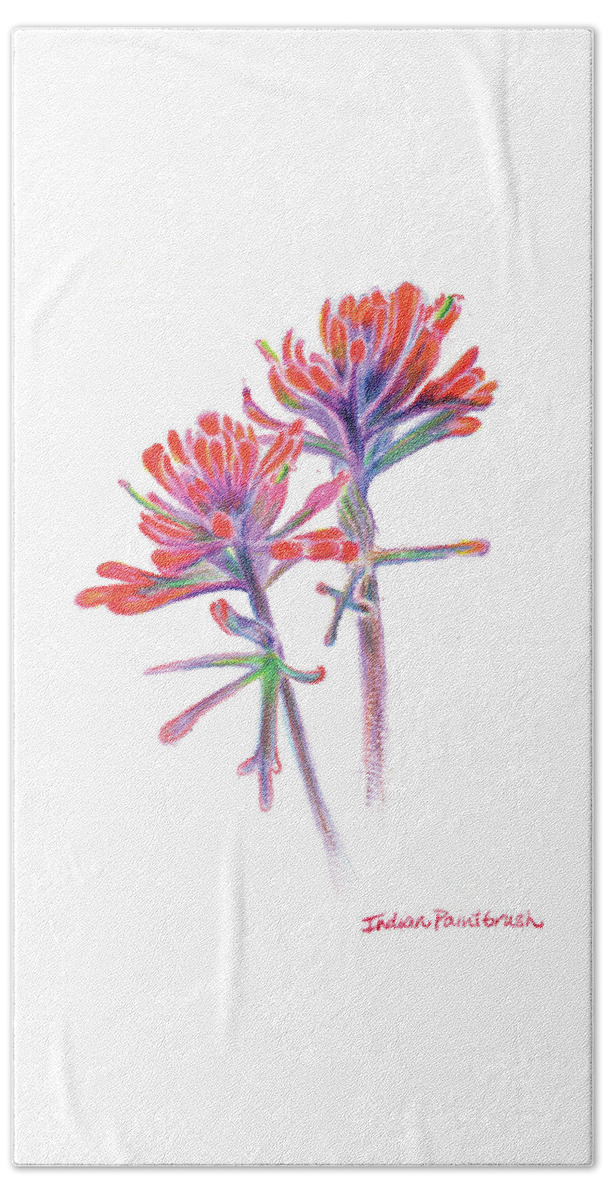 Indian Paintbrush Beach Sheet featuring the drawing 5x7paintbrush by Shelley Myers