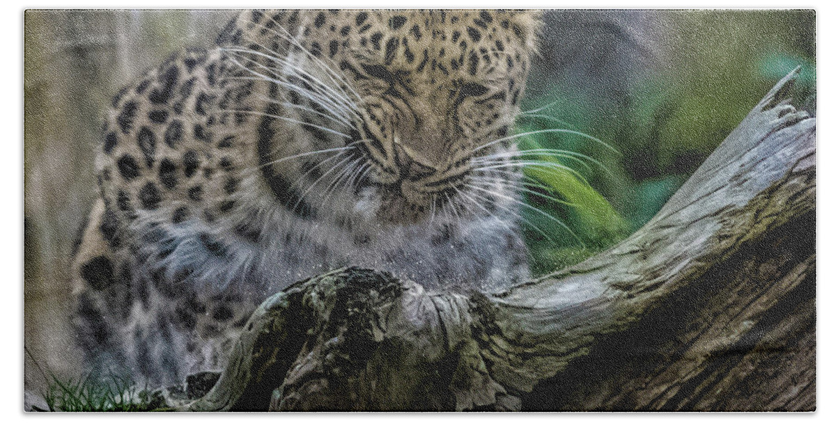Leopard.leopards Beach Towel featuring the photograph Amur Leopard #6 by Martin Newman