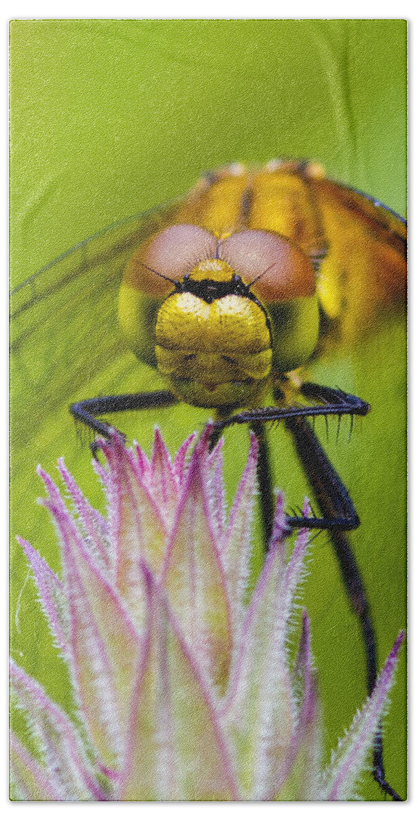 Dragonfly Beach Towel featuring the photograph Dragonfly #6 by Chris Smith