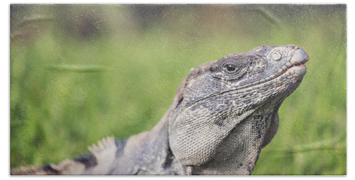 Animal Beach Towel featuring the photograph Iguana #6 by Peter Lakomy