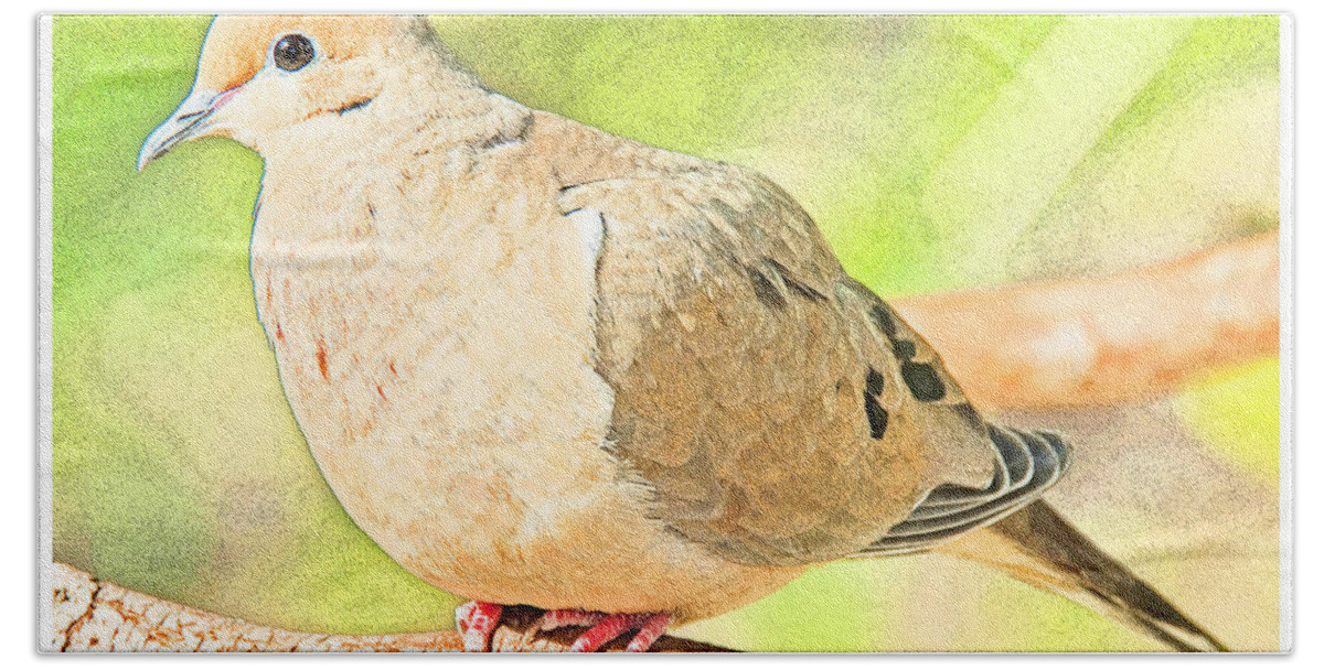 Mourning Dove Beach Towel featuring the digital art Mourning Dove Animal Portrait #6 by A Macarthur Gurmankin