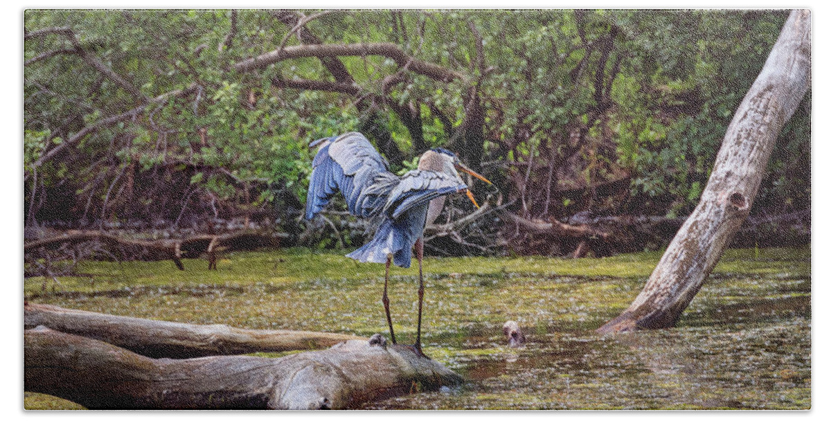 Animal Beach Towel featuring the photograph Blue Heron #7 by Peter Lakomy
