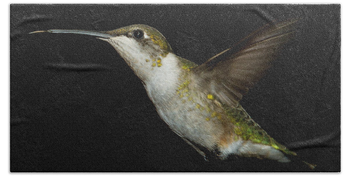 Female Ruby-throated Hummingbird Beach Towel featuring the photograph Female Ruby-Throated Hummingbird #7 by Robert L Jackson