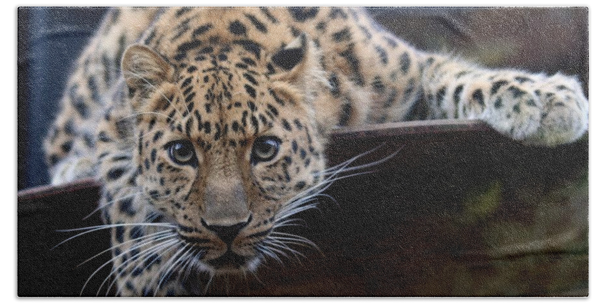 Leopard Beach Towel featuring the photograph Leopard #7 by Jackie Russo