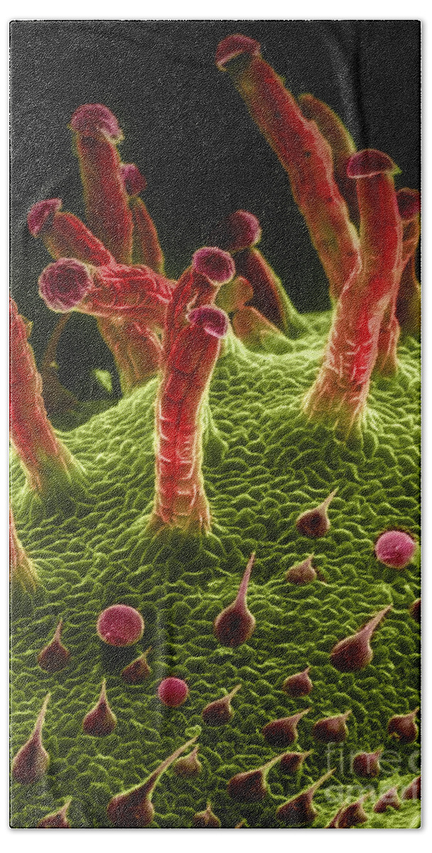 Biological Beach Towel featuring the photograph Marijuana, Cannabis Sativa, Sem #25 by Ted Kinsman