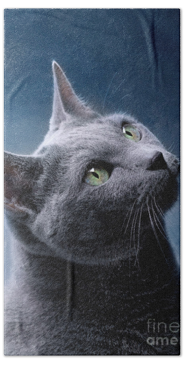 Russian Beach Towel featuring the photograph Russian Blue Cat #7 by Nailia Schwarz