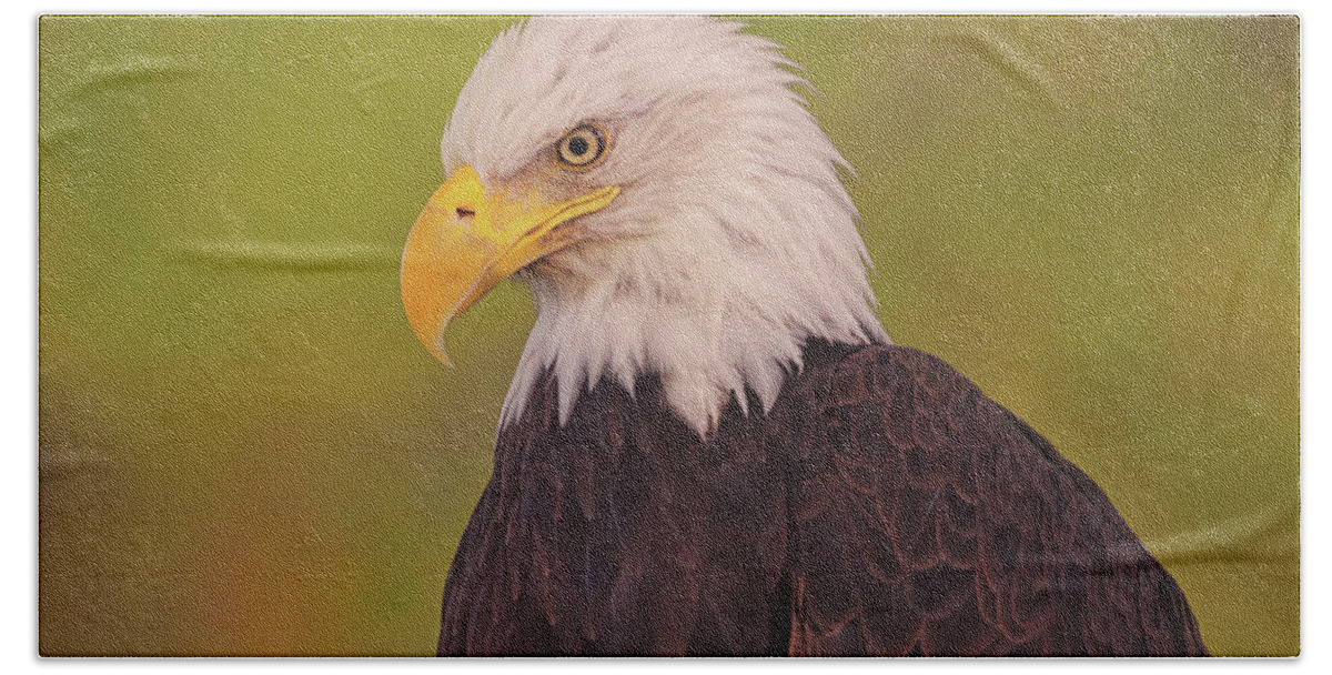 Animal Beach Sheet featuring the photograph Bald Eagle #8 by Brian Cross
