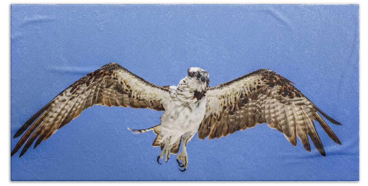 Naples Beach Towel featuring the photograph Osprey #8 by Peter Lakomy