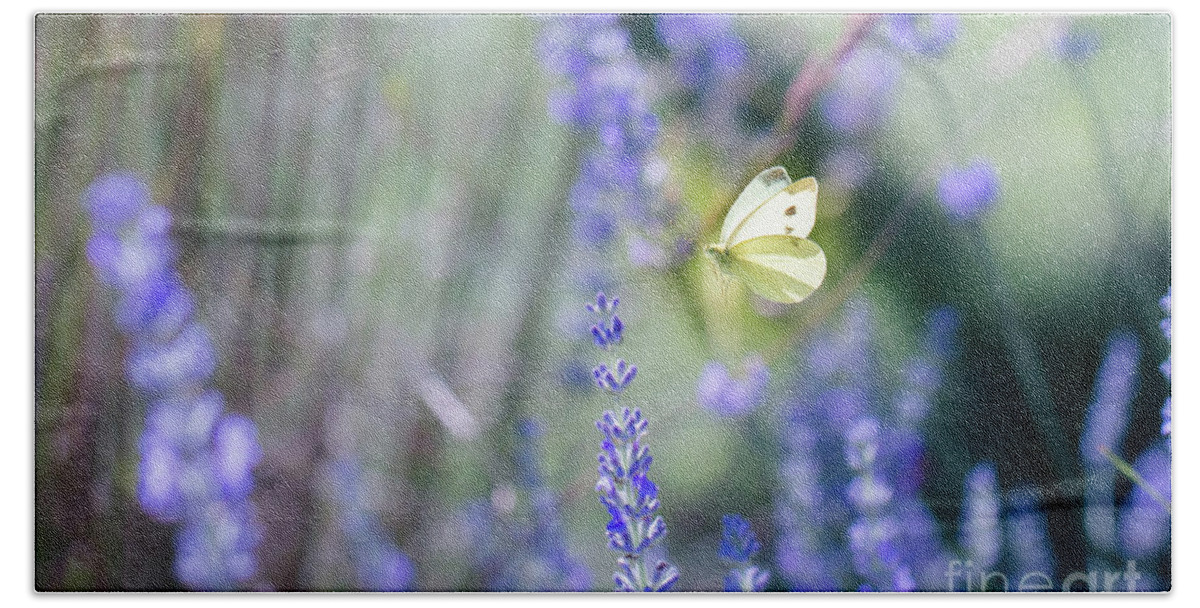 Animal Beach Towel featuring the photograph Pieris brassicae, the large white, also called cabbage butterfly #8 by Amanda Mohler