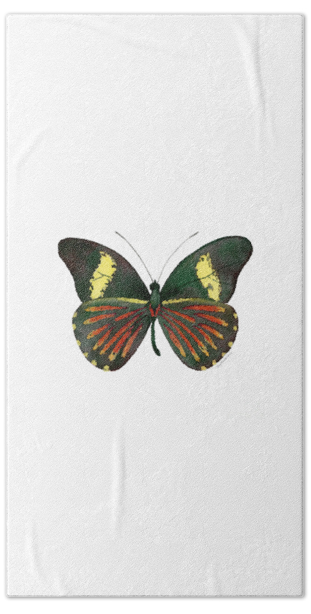 Archonias Butterfly Beach Towel featuring the painting 86 Archonias Butterfly by Amy Kirkpatrick