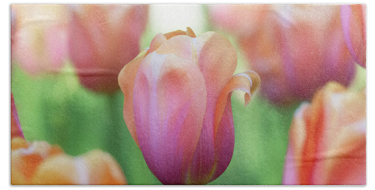 Beautiful Beach Towel featuring the photograph A bed of tulips is a feast for the eyes. by Usha Peddamatham
