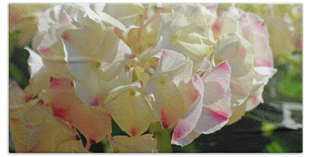 Hydrangea Beach Towel featuring the photograph A Blush of Pink by Cricket Hackmann