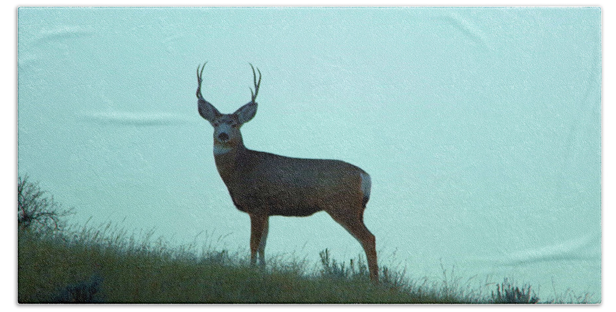 Deer Beach Towel featuring the photograph A buck gazes back by Jeff Swan