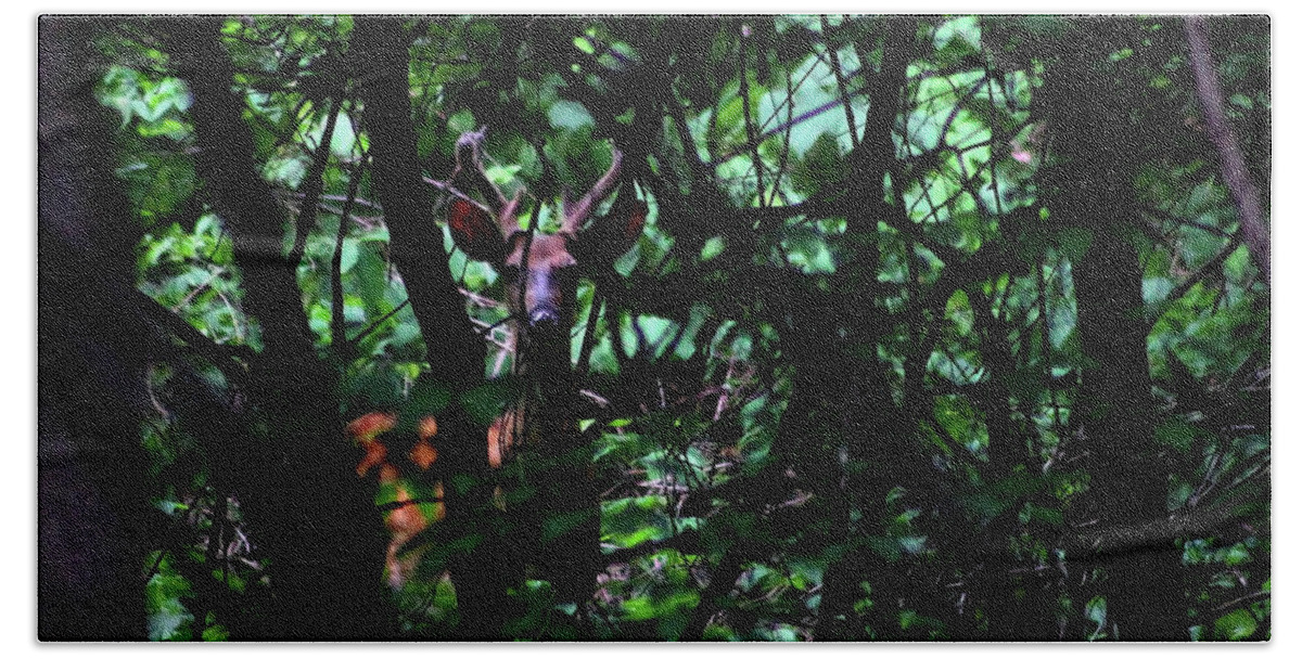 Bucks Beach Towel featuring the photograph A Buck Peers from the Woods by Bruce Patrick Smith