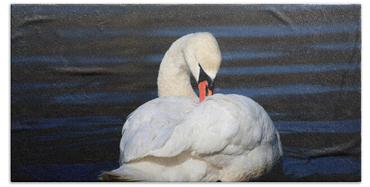 Swan Beach Towel featuring the photograph A Busy Swan by Karol Livote