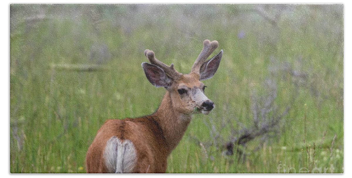 Deer Beach Towel featuring the photograph A deer in Yellowstone National Park by Brandon Bonafede