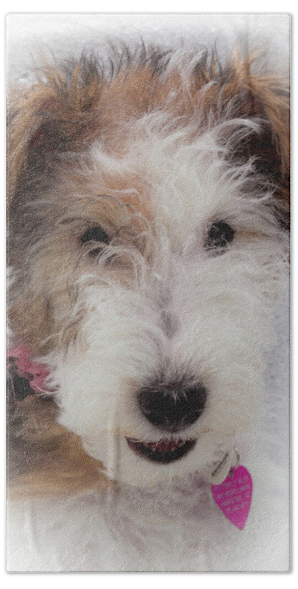 Wire Fox Terrier Beach Towel featuring the photograph A Dog Named Butterfly by Karen Wiles