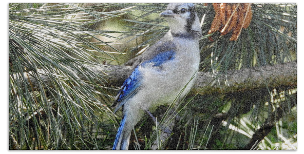 Blue Jay Beach Towel featuring the photograph A Favourite by Betty-Anne McDonald