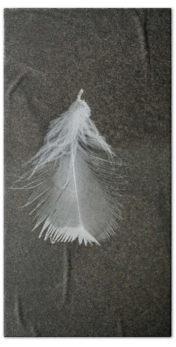 Feather Beach Towel featuring the photograph A Feather at the Edge of the Water by Robert Potts