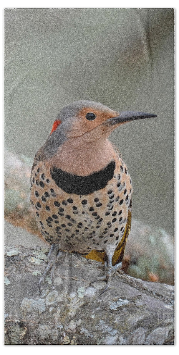 Flicker Beach Sheet featuring the photograph A Flicker of Sunshine in Winter by Amy Porter