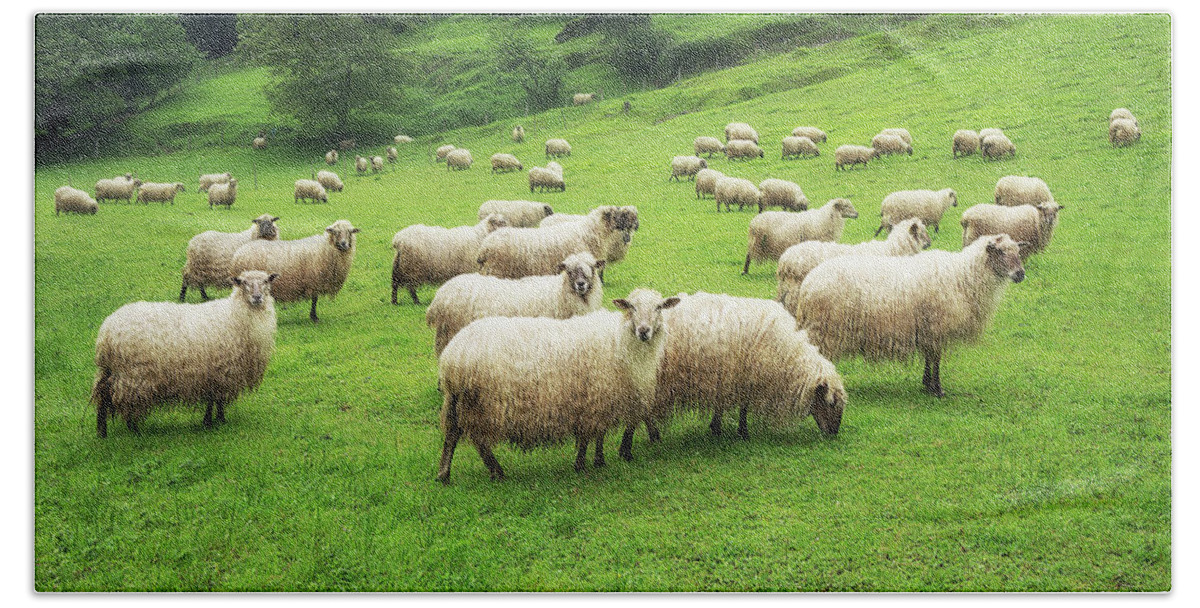 Sheep Beach Sheet featuring the photograph A flock of sheep by Mikel Martinez de Osaba