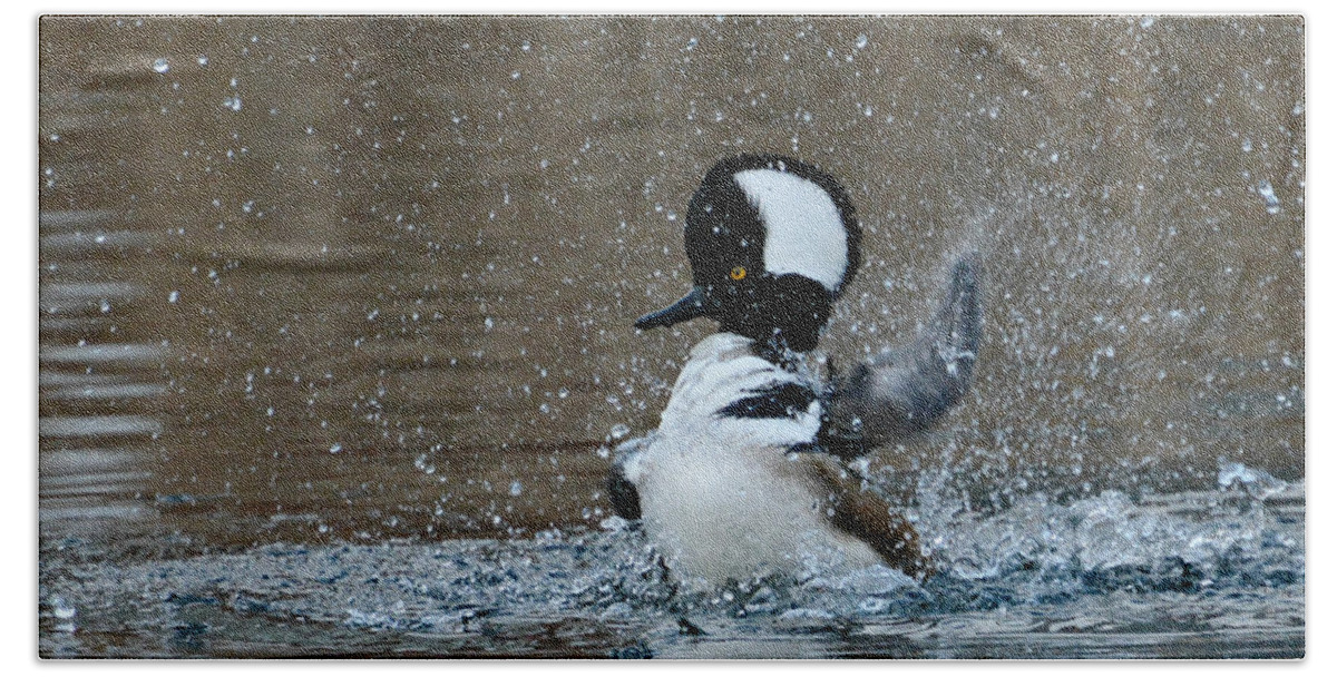 Hooded Merganser Beach Towel featuring the photograph A Flurry Of Feathers by Fraida Gutovich