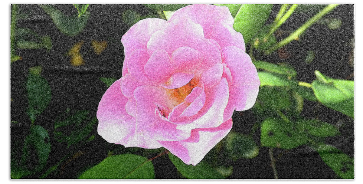 Gentle Beach Sheet featuring the photograph A Gentle Rose by Kimmary MacLean