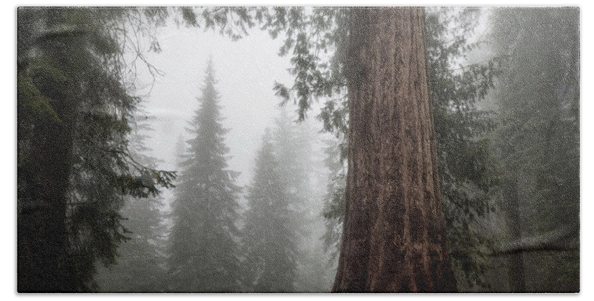 Sequoias Beach Towel featuring the photograph A Giant in the Fog by Belinda Greb