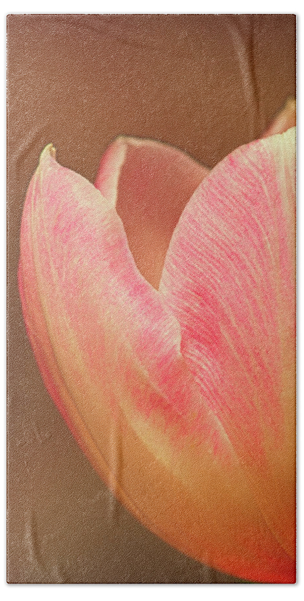 Tulip Beach Towel featuring the photograph A Gift Of Spring by Sandra Bronstein