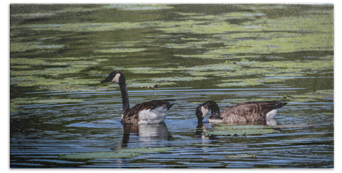Canadian Geese Beach Sheet featuring the photograph A Goose Ducks In Water by Ray Congrove