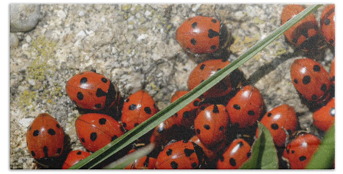 Ladybug Beach Towel featuring the photograph A group of seven-spot ladybirds on a by Stefan Rotter