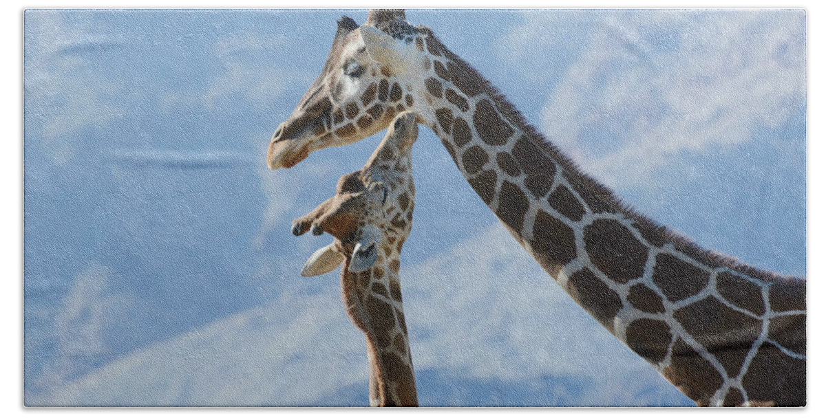 Giraffes Beach Towel featuring the photograph A Higher Love by Fraida Gutovich