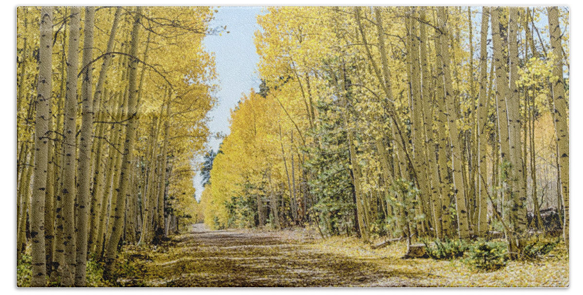 Quaking Aspen Beach Sheet featuring the photograph A Lane of Gold by Gaelyn Olmsted