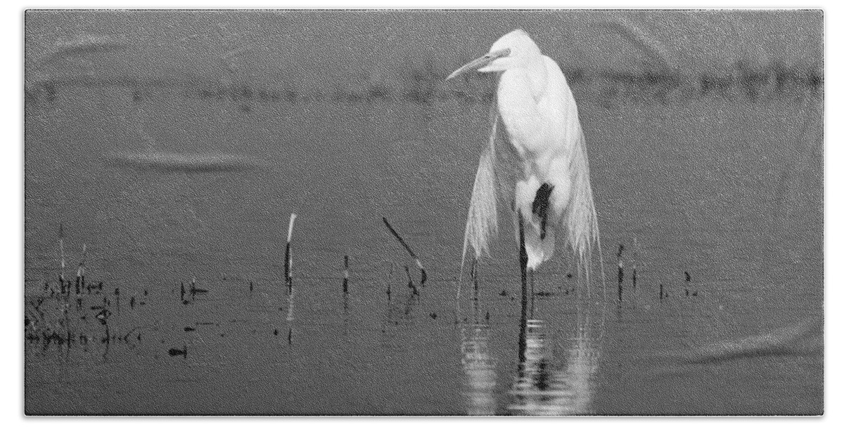 Elegance Beach Towel featuring the photograph Elegance -- Great Egret in Merced National Wildlife Refuge, California by Darin Volpe