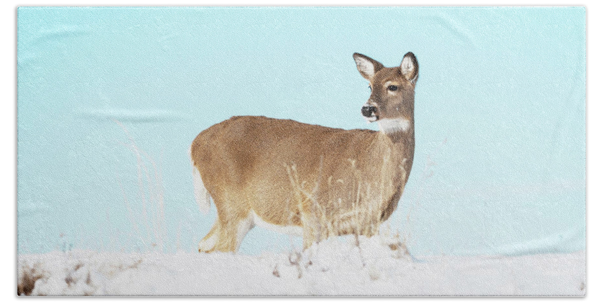 Deer Beach Sheet featuring the photograph A lonley Deer in Snow by Catherine Lau