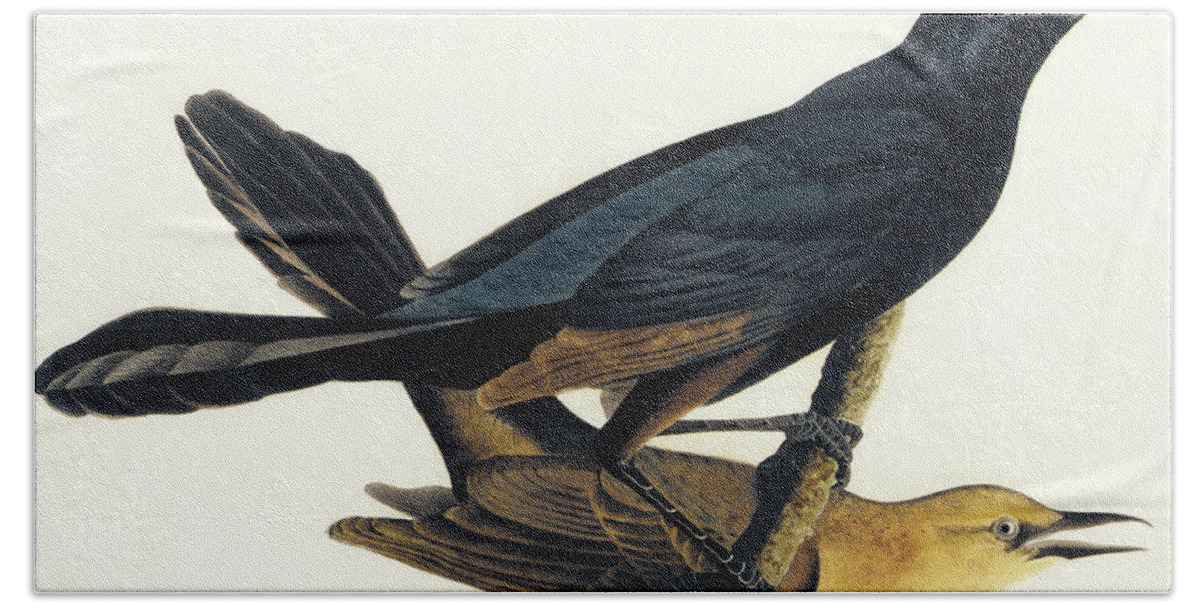 Audubon Beach Towel featuring the painting A Pair of Boat Tailed Grackles by John James Audubon