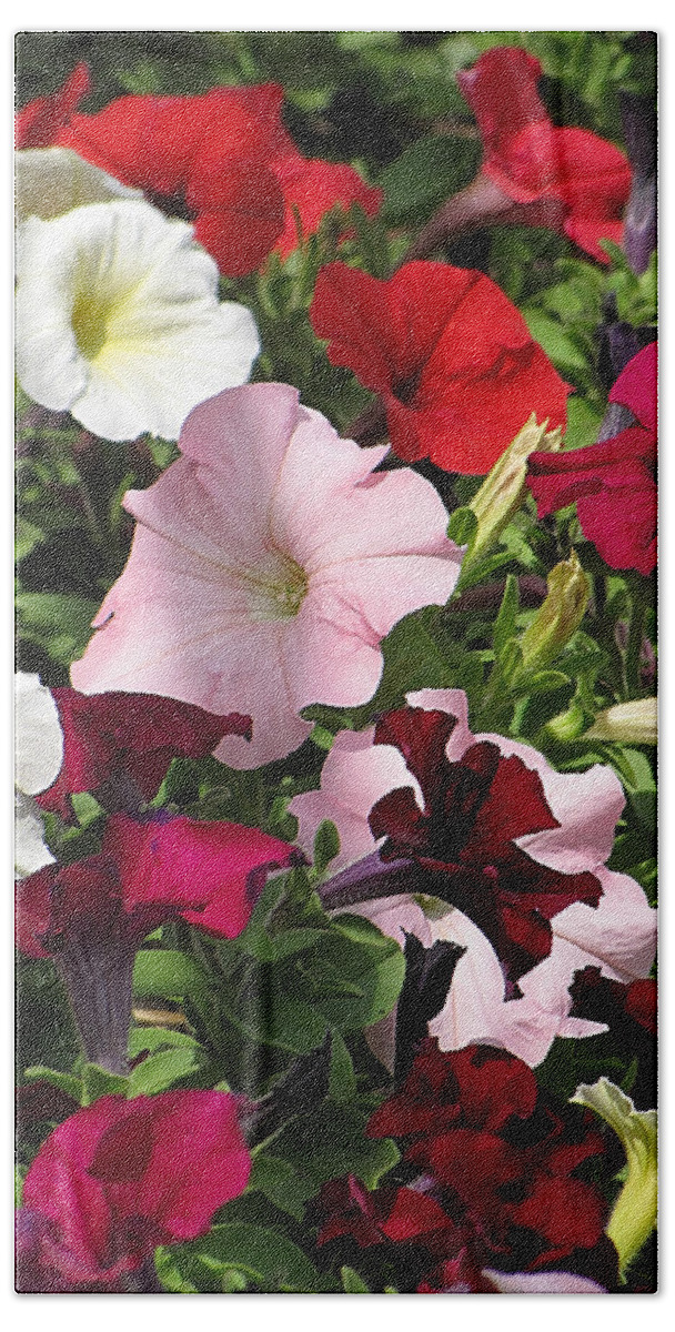 Petunia Beach Towel featuring the photograph A Plethora of Petunias by Cheryl Charette