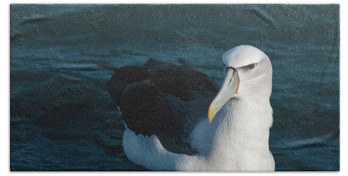 Albatross Beach Sheet featuring the photograph A portrait of an Albatross by Usha Peddamatham