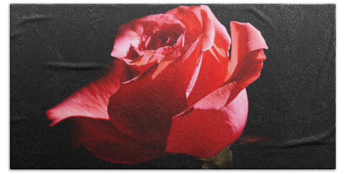 Red Beach Towel featuring the photograph A Rose by Eileen Brymer