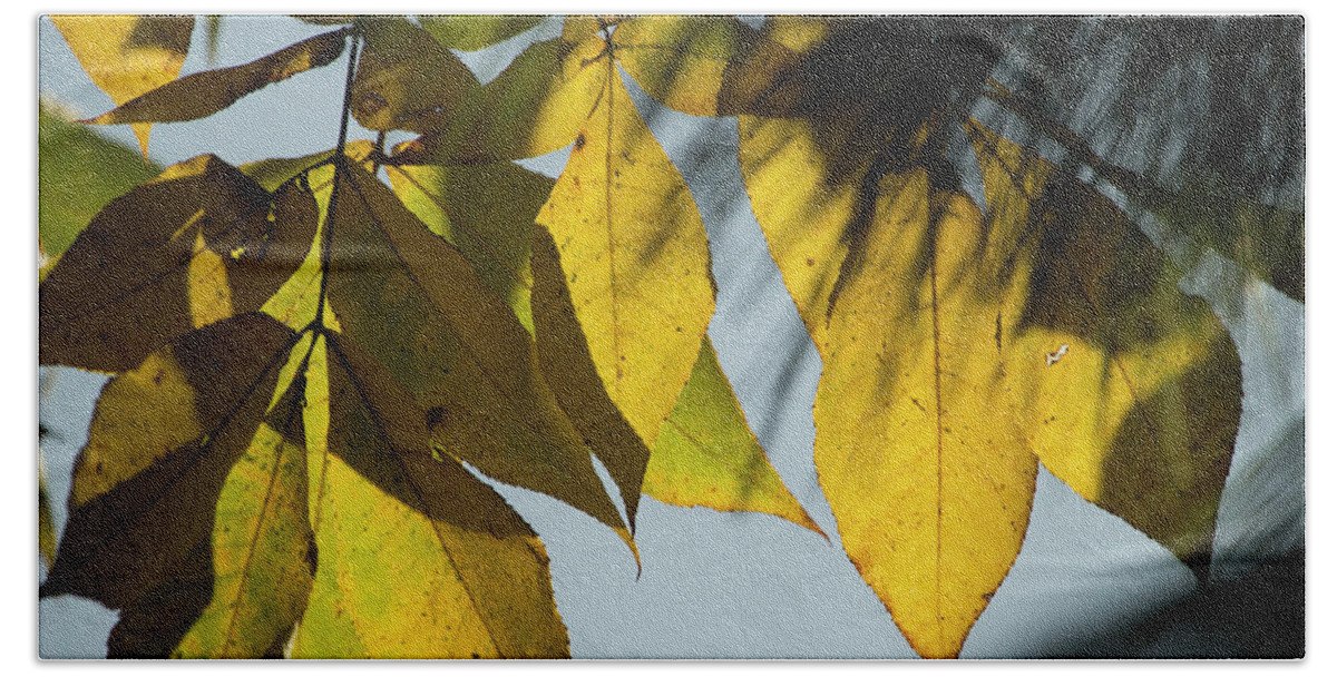 Fall Leaves Beach Towel featuring the photograph A Season Of Change by Mike Eingle