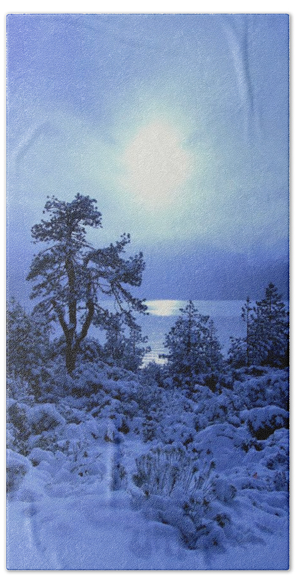 Trees Beach Towel featuring the photograph A Shining Light in Winter by Sean Sarsfield