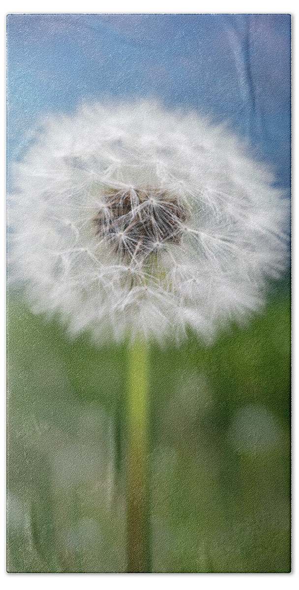 Nature Beach Towel featuring the photograph A single dandelion seed pod by Robert FERD Frank