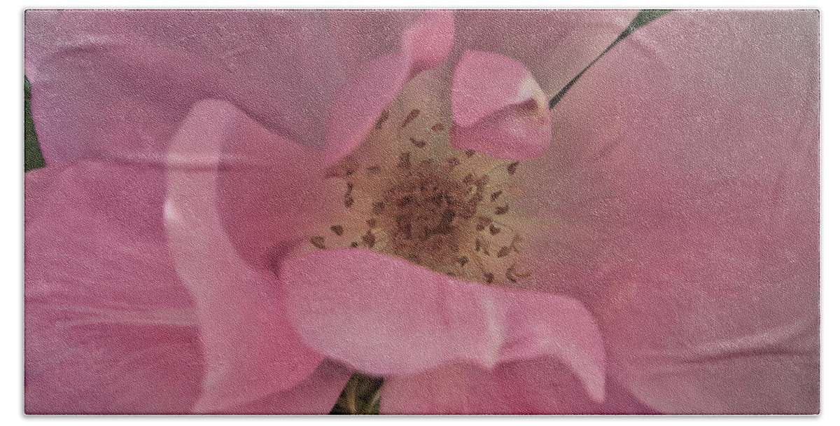 Pink Rose Photographs Beach Sheet featuring the photograph A Single Pink Rose by Joann Copeland-Paul