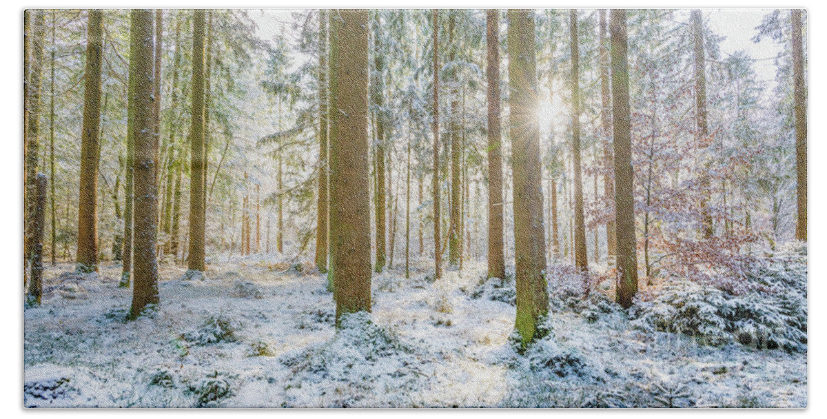 2x1 Beach Towel featuring the photograph A Sunny Day In The Winter Forest by Hannes Cmarits