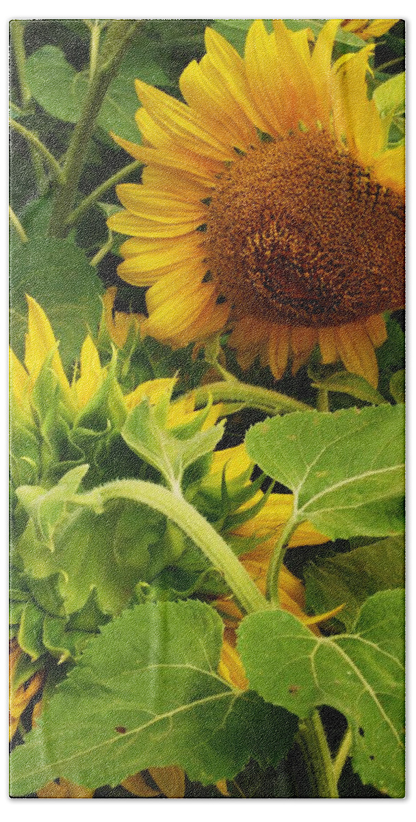Sunflower Beach Sheet featuring the photograph A tired friend by John Scates