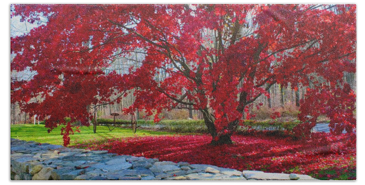  Beach Towel featuring the photograph A Tree's Red Skirt by Polly Castor