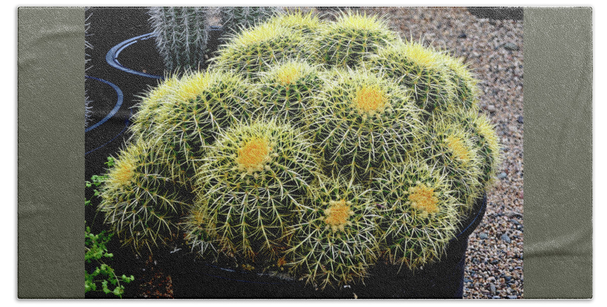 Plant Beach Sheet featuring the photograph A Tub Of Barrel Cacti by Jay Milo
