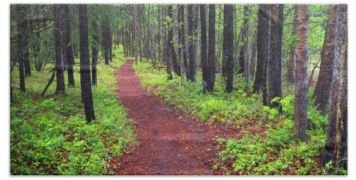 Forest Beach Towel featuring the photograph A walk in the Forest by Bill Cubitt