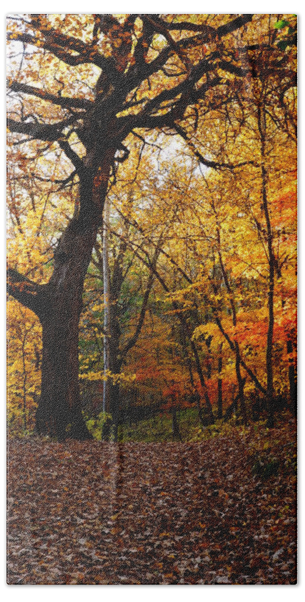 Landscape Beach Towel featuring the photograph A Walk in the Woods 2 by Steven Clipperton