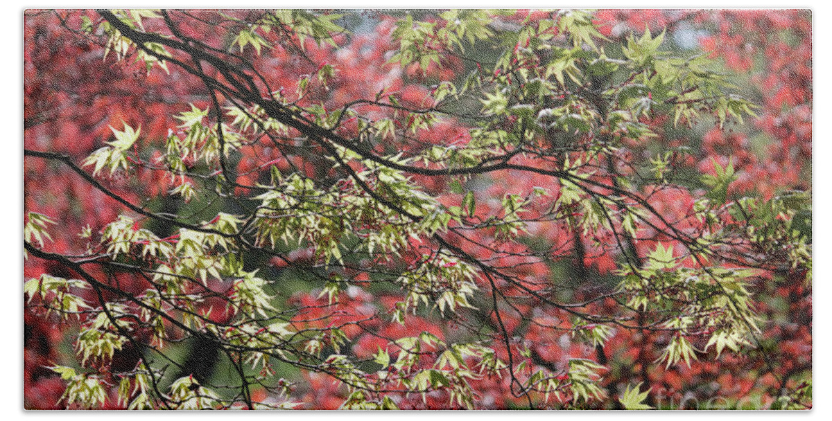 Acer Leaves In Spring Beach Sheet featuring the photograph Acer leaves in Spring by Julia Gavin
